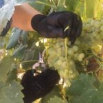 Olive Mill and Winery Experience at Castiglione in Teverina - Exploring the Traditional Olive Mill