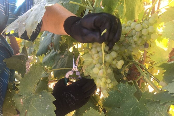 Olive Mill and Winery Experience at Castiglione in Teverina - Exploring the Traditional Olive Mill