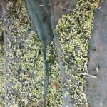 Olive Oil Tasting Tour - The Tour Starts at Koronekes Olive Mill