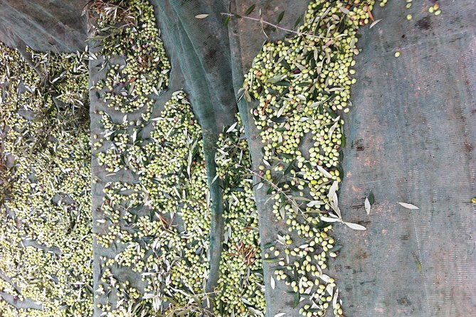 Olive Oil Tasting Tour - The Tour Starts at Koronekes Olive Mill