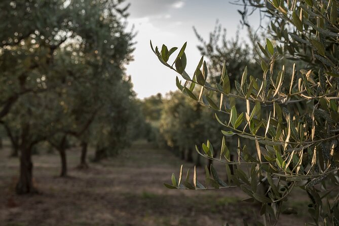 Olive Oil Tour Visit to the oil mill and olive oil tasting - Exploring Terra Surtis Olive Grove and Tradition