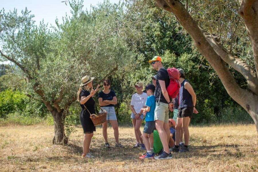 Olive oil: Visit to the olive grove, tasting - Meet the Olive Trees and Learn About Their Varieties