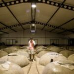 OLIVE OIL & WINE TOUR Organic fields - 5 Wines + 3Olive Oils - From Málaga’s City Center to Organic Fields in Mollina