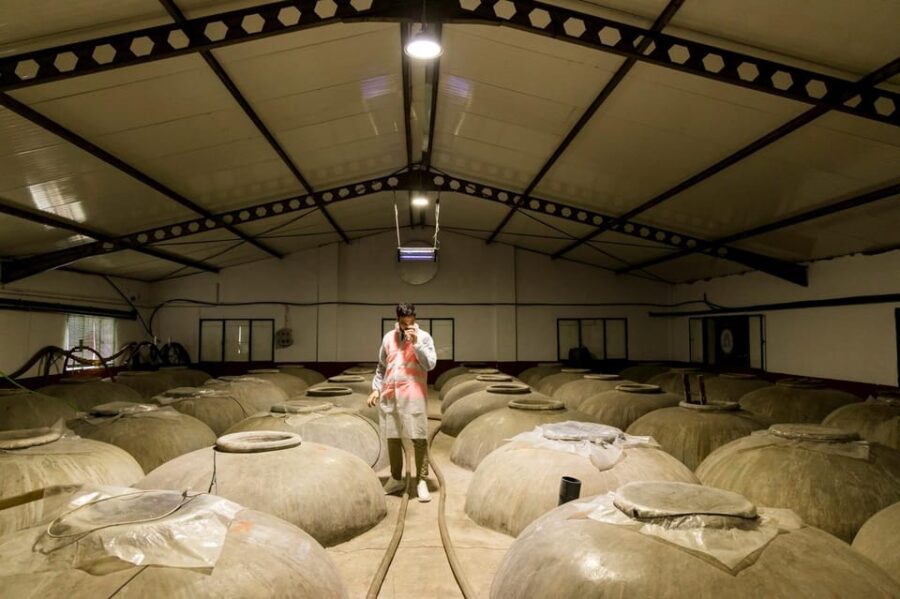 OLIVE OIL & WINE TOUR Organic fields - 5 Wines + 3Olive Oils - From Málaga’s City Center to Organic Fields in Mollina