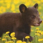 One day trip Bear Sanctuary Dracula Castel and Rasnov Fortress from Brasov - Starting Point and Convenient Pickup in Brasov