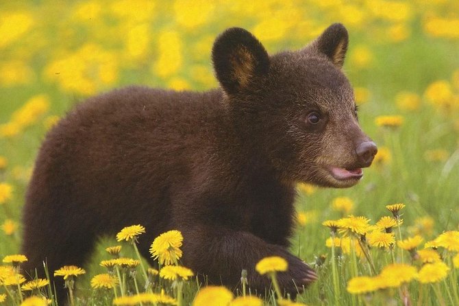 One day trip Bear Sanctuary Dracula Castel and Rasnov Fortress from Brasov - Starting Point and Convenient Pickup in Brasov