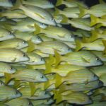 Open Water Diver Course in Lanzarote - What to Expect During the Course in Lanzarote