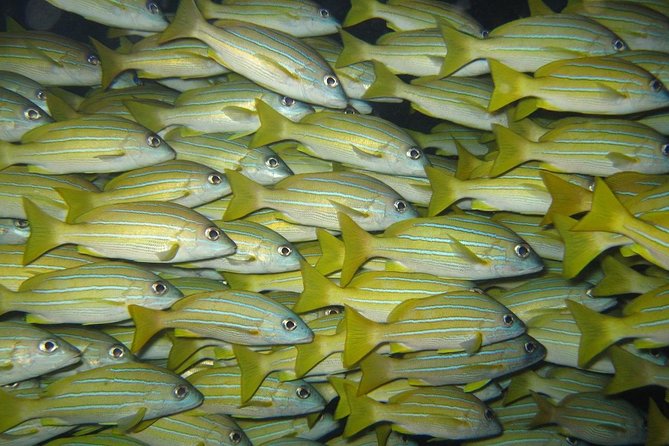 Open Water Diver Course in Lanzarote - What to Expect During the Course in Lanzarote