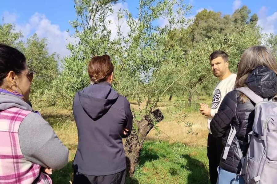 Organic olive oil tasting and visit to a family olive grove with fruit and a gift - The Heart of Andalusian Organic Olive Farming