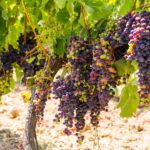 Organic Wine Tasting with Saint paul Half Day Tour from Nice - Starting Point and Transport Logistics in Nice