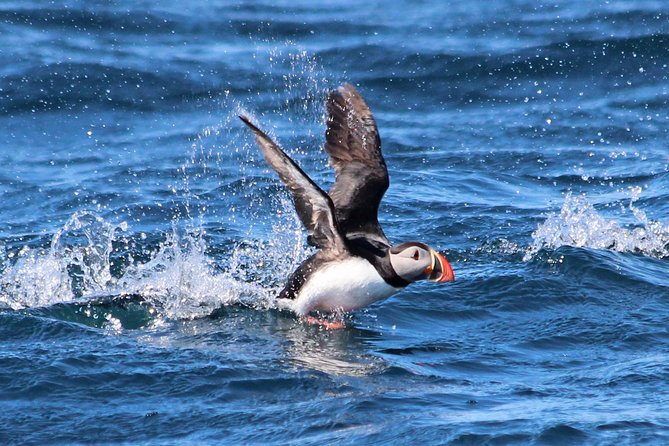 Original Big Whale Safari & Puffins Speedboat Tour from Húsavík - The Speedboat: A Thrilling Choice for Marine Exploration