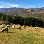 Original Carpathian Village Experience and Sinaia in one day tour - Exploring Peles Castle: Romania’s Architectural Jewel