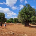Ostuni: E-Bike Tour with a Glass of Wine & Bruschetta - The Route: From Olive Groves to Ostunis Heart
