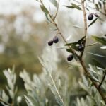 Ostuni: Olive Oil Tasting Tour - Visiting the Ancient Oil Mill Built in 1846