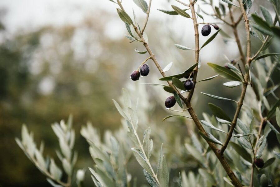 Ostuni: Olive Oil Tasting Tour - Visiting the Ancient Oil Mill Built in 1846
