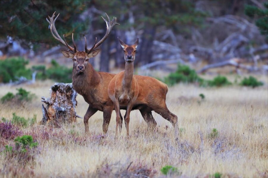 Otterlo: De Hoge Veluwe National Park Entry Ticket - Exploring De Hoge Veluwe’s Diverse Landscapes