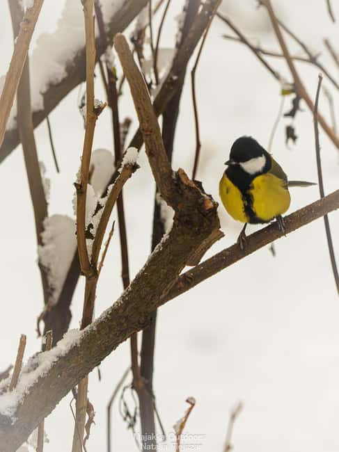 Oulu: Hietasaari Wildlife Hike with Nature Guide All Seasons - Meeting Point and Transportation Details