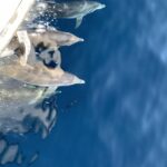 Ouranoupoli: Mount Athos Sightseeing Glass-Bottom Boat Tour - Cruising Mount Athos’s Western Coast and Beyond