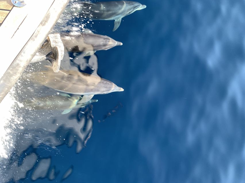 Ouranoupoli: Mount Athos Sightseeing Glass-Bottom Boat Tour - Cruising Mount Athos’s Western Coast and Beyond