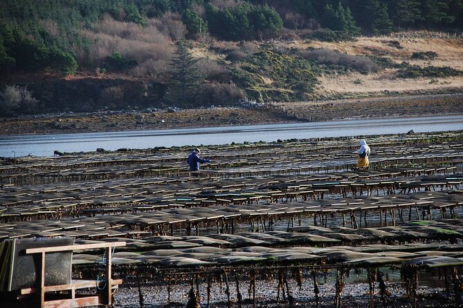 Oyster Farm and Tasting Experience - Walking Through the Oyster Farming Process