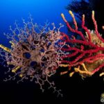 PADI Open Water Diver Course - Starting Point at Ctra. de la Fosca, 2, Palamós