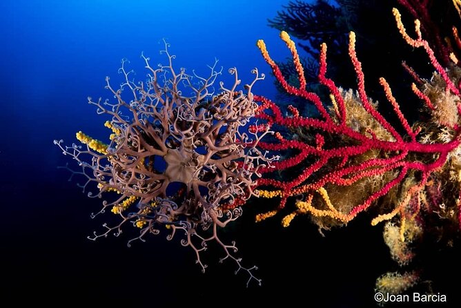 PADI Open Water Diver Course - Starting Point at Ctra. de la Fosca, 2, Palamós