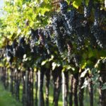Pagus Wine Tours® - Two Amarone wineries - Half day wine tour - Starting Point and Easy Access from Central Verona