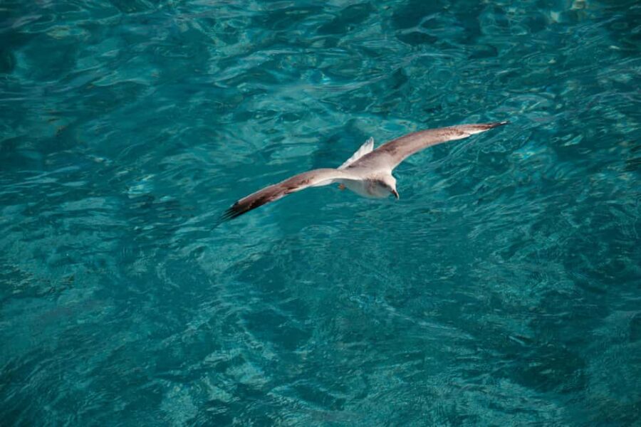 Palau-La Maddalena: tour giornaliero in barca per le isole - Flexibility and Booking Options