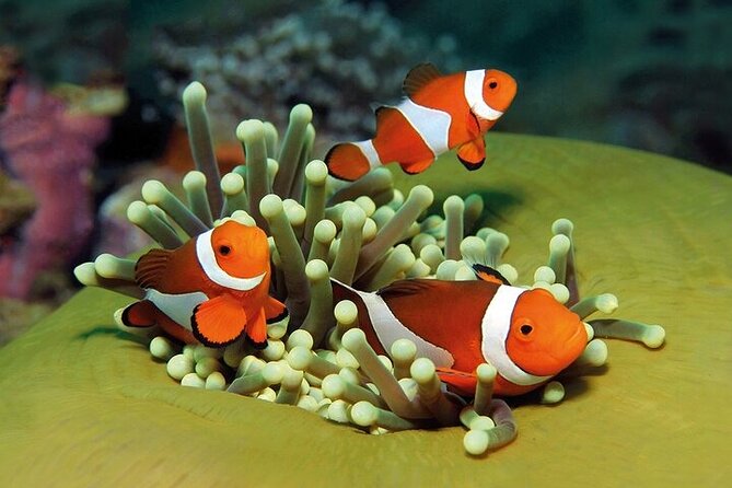 Palma Acquarium with Transfer - Inside Palma Aquarium: Marine Life and Interactive Exhibits