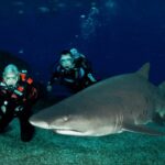 Palma de Mallorca: Shark Dive at Palma Aquarium - Diving into Palma Aquarium’s Big Blue Tank