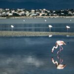 Panoramic and Old Cagliari tour - Exploring the Basilica di Bonaria: Sardinia’s Religious Heart