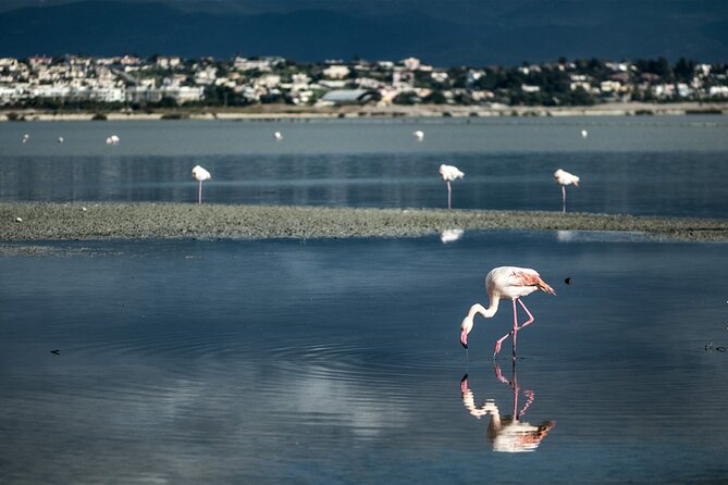 Panoramic and Old Cagliari tour - Exploring the Basilica di Bonaria: Sardinia’s Religious Heart
