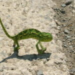 Paphos: Troodos-Kykkos Land Rover Treasure Jeep Safari - Exploring the Historic Kykkos Monastery