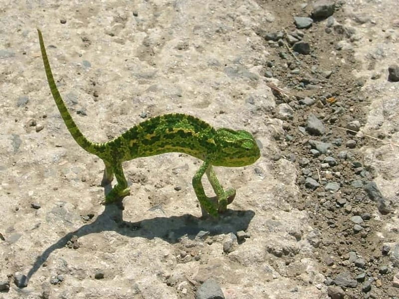 Paphos: Troodos-Kykkos Land Rover Treasure Jeep Safari - Exploring the Historic Kykkos Monastery