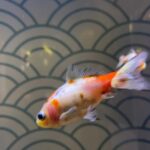 Paris: Aquarium de Paris, A Dive into the Deep Blue Wonder - Encounter Sharks, Colorful Corals, and Curious Fish