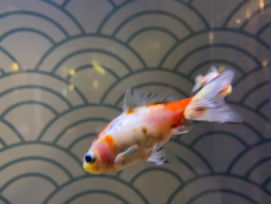 Paris: Aquarium de Paris, A Dive into the Deep Blue Wonder - Encounter Sharks, Colorful Corals, and Curious Fish