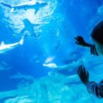 Paris: Aquarium de Paris Entrance Ticket - The Location of the Aquarium de Paris in the Trocadéro Gardens