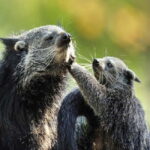 Paris: Ménagerie Zoo of Jardin des Plantes Entrance Ticket - What the Ticket Includes and Flexibility