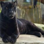 Paris: Paris Zoological Park Entrance Ticket - The Modernized Enclosures in the Recent Upgrades