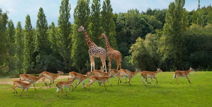 Paris: Thoiry Castle and Safari Park Private Tour - Inside Thoiry Castle: A Heritage Journey