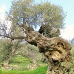 Paros Byzantine Path Ancient Greek Route Hiking Experience - Walking the Byzantine Trail: Connecting Villages and Historic Landmarks