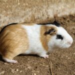 Parque da Mina Entrance Ticket - Visiting the House Museum and Cultural Exhibits