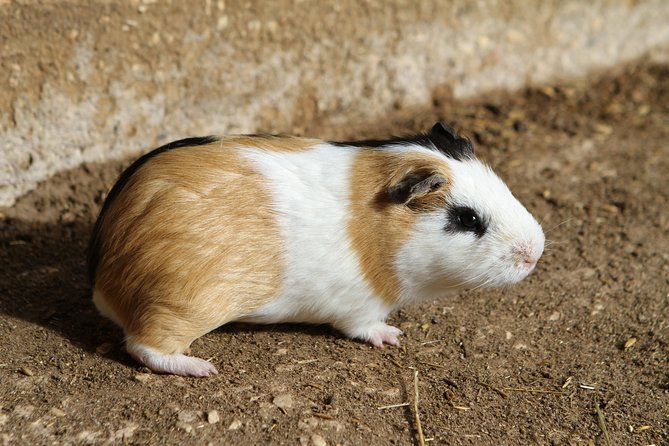 Parque da Mina Entrance Ticket - Visiting the House Museum and Cultural Exhibits