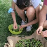 Partinico: Olive Harvest with Wine Tasting and Brunch - Discover the Sicilian Olive Groves in Partinico