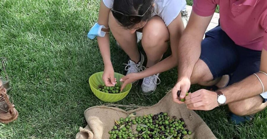 Partinico: Olive Harvest with Wine Tasting and Brunch - Discover the Sicilian Olive Groves in Partinico