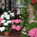 Patios & Perfums of Cordoba Festival Tour - Visiting Córdoba’s Patios During the Festival