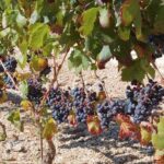 Peljesac Peninsula Day Trip from Dubrovnik: Wine Tasting and Ston Village Tour - Exploring Ston and Mali Ston’s Medieval Walls and Oysters