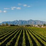 Penedes and Cava Winery Small Group Tour - Scenery and Vineyard Cultivation in the Penedes Region