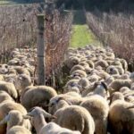 Penedés: Guided Walk Through Vineyards, Winery Visit, and Tasting of 3 Wines - Tasting Three Organic and Biodynamic Wines