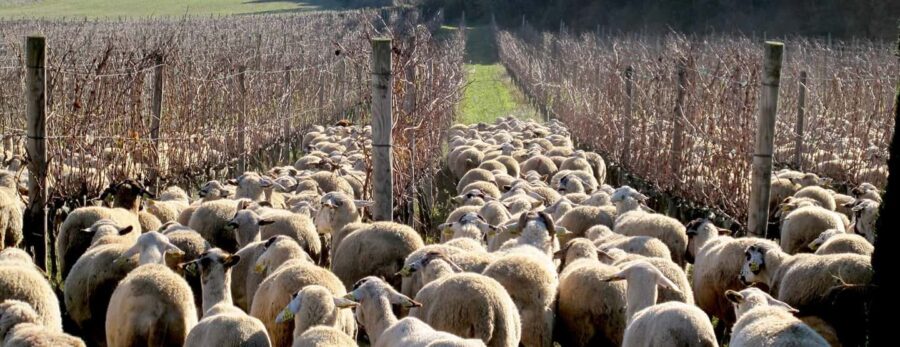 Penedés: Guided Walk Through Vineyards, Winery Visit, and Tasting of 3 Wines - Tasting Three Organic and Biodynamic Wines
